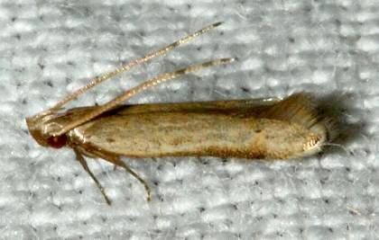Symbolistis orophota