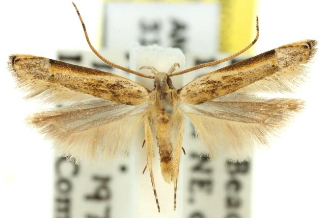 Symbolistis orophota