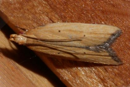 Ardozyga scytina