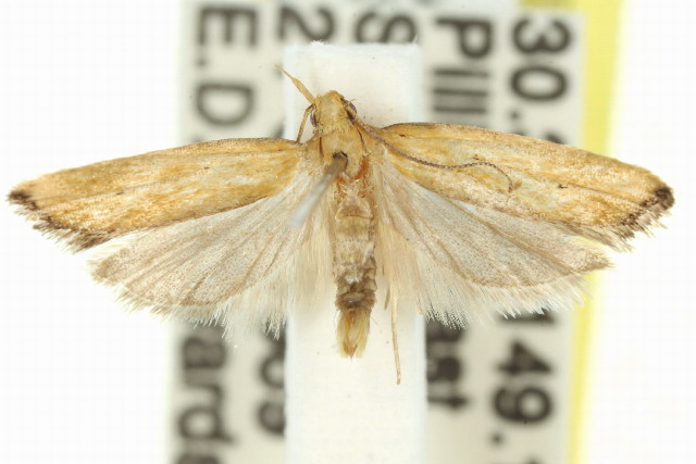 Ardozyga scytina