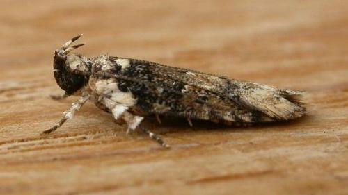 Ardozyga sodalisella