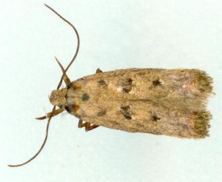 Ardozyga tetrasticta