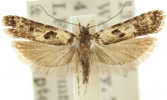 Ardozyga thermochroa