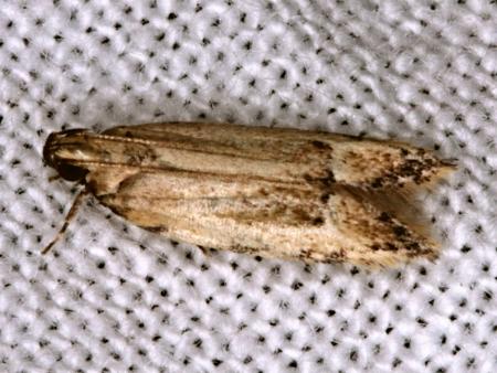 Ardozyga xuthias