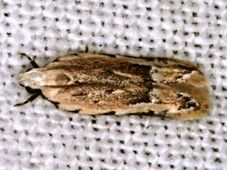Ardozyga xuthias