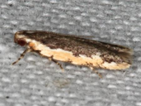 Ardozyga xuthias