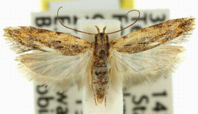 Ardozyga xuthias