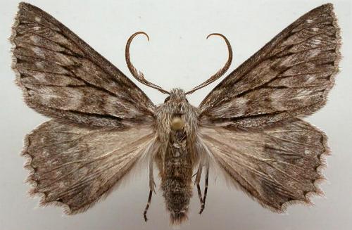 Cyneoterpna alpina