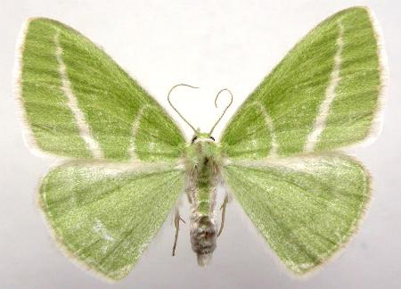 Iulops argocrana