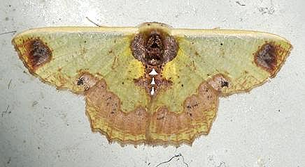 Agathiopsis basipuncta