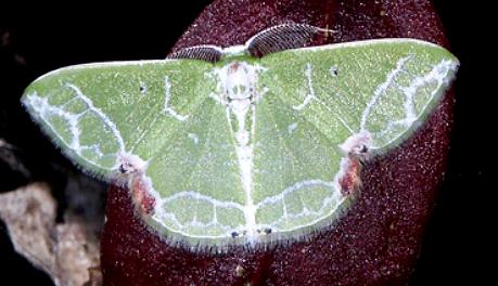 Protuliocnemis biplagiata