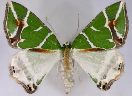 Chlorodes boisduvalaria