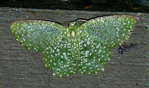 Eucyclodes callisticta