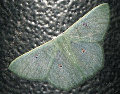Prasinocyma caniola
