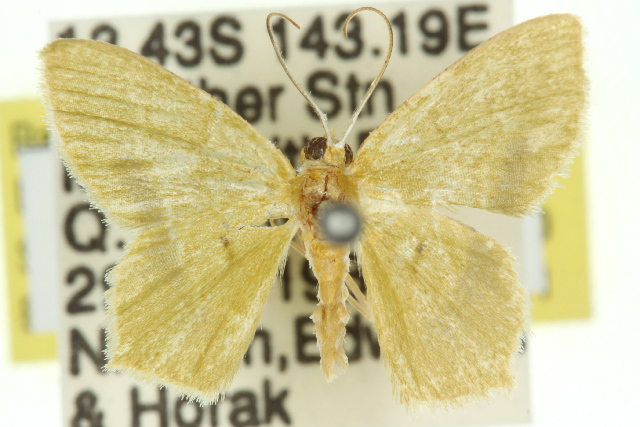 Idiochlora celataria