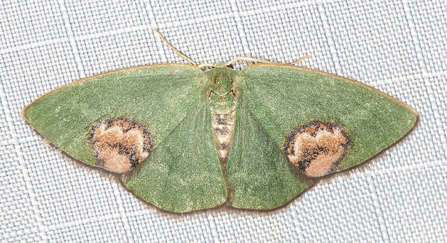 Idiochroa celidota