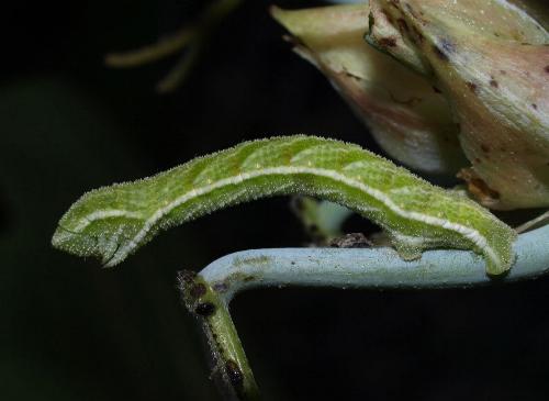 Pingasa chlora