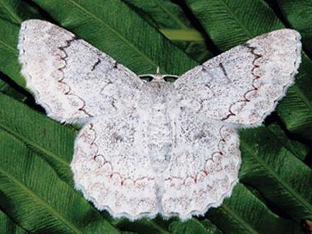 Pingasa chlora