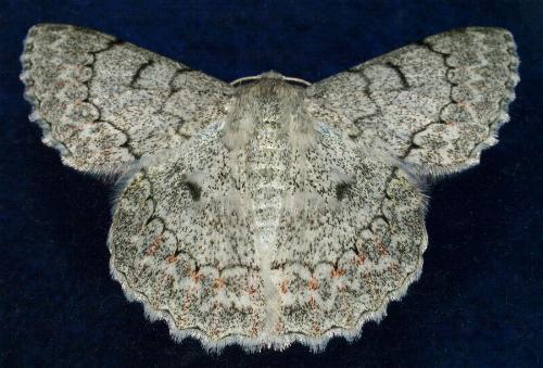 Pingasa chlora