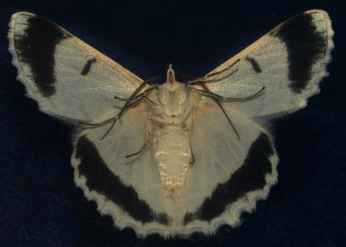 Pingasa chlora