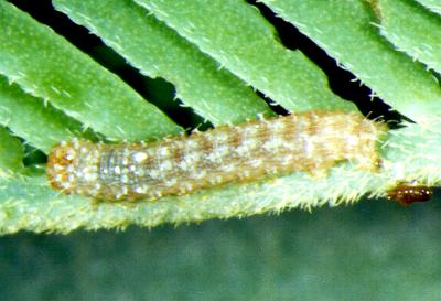 Pingasa cinerea
