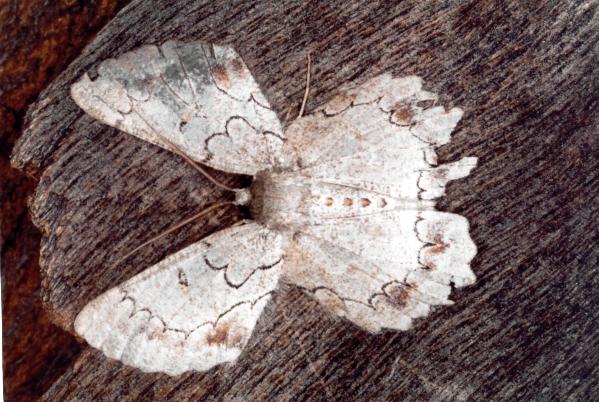 Pingasa cinerea
