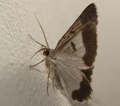 Pingasa cinerea