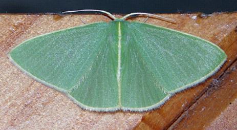 Comostola citrolimbaria