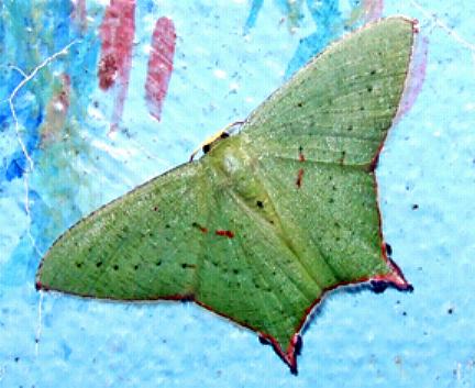 Cosmogonia decorata