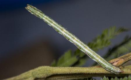 Chlorocoma dichloraria