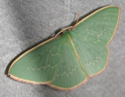 Chlorocoma dichloraria