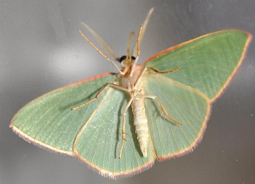 Chlorocoma dichloraria