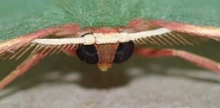 Chlorocoma dichloraria