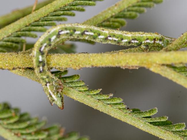 Chlorocoma dichloraria