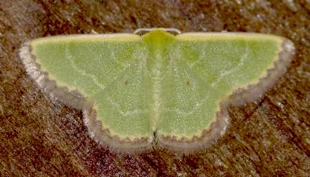 Eucrostes disparata