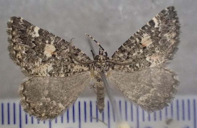 Lophothorax eremnopis