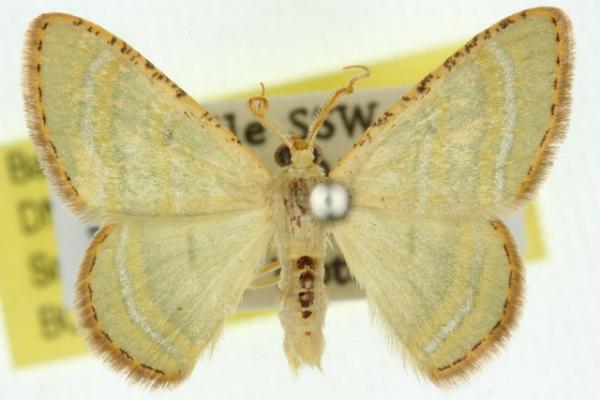 Metallothea eucrostes