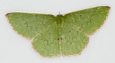 Oenospila flavilinea