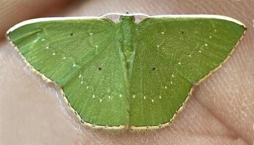 Albinospila floresaria