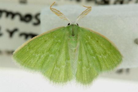 Comostolopis germana
