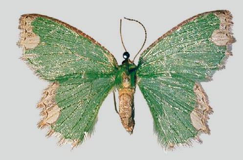 Eucyclodes goniota