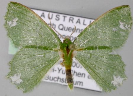 Eucyclodes goniota
