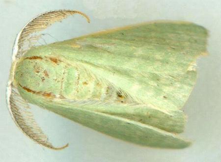 Cymatoplex halcyone