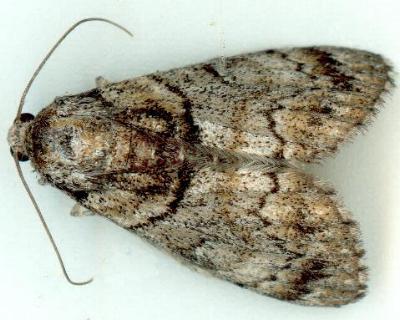 Sterictopsis inconsequens