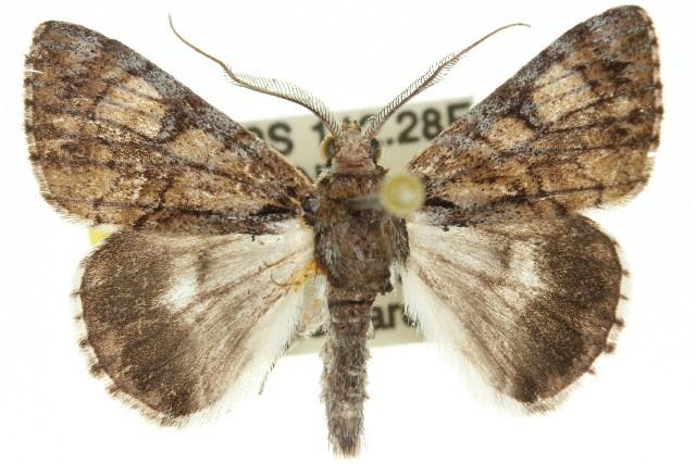 Sterictopsis inconsequens