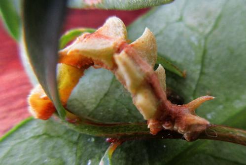 Anisozyga insperata