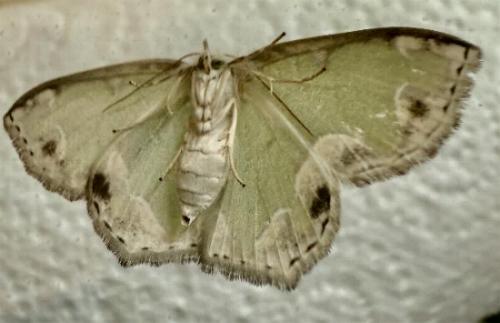 Anisozyga insperata