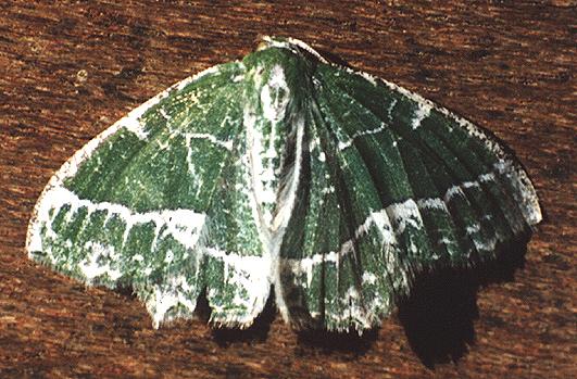 Anisozyga insperata