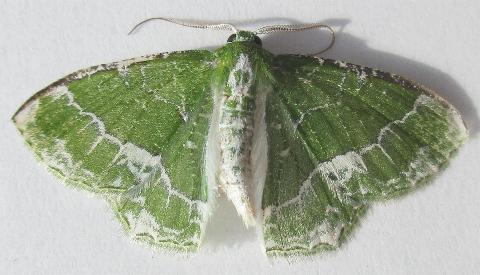 Anisozyga insperata