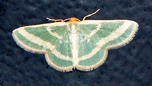 Mixocera latilineata